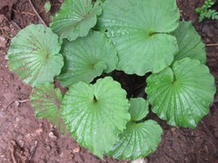 Nervilia concolor