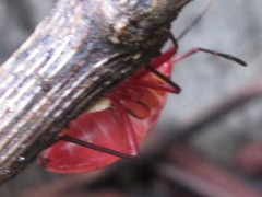 Probergrothius nigricornis