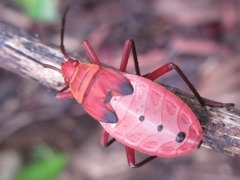 Probergrothius nigricornis