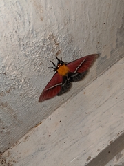 Pseudodirphia menander