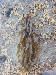Dictyota kunthii