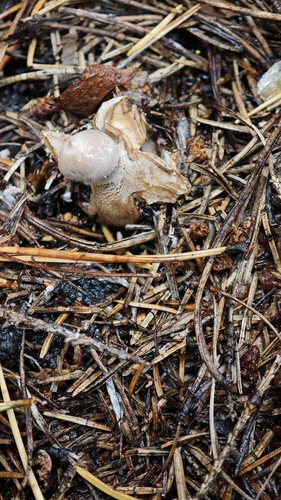 Earthstar fungus (Geastrum quadrifidum)