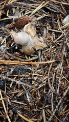 Earthstar fungus (Geastrum quadrifidum)