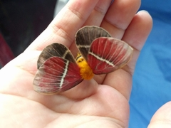 Pseudodirphia menander