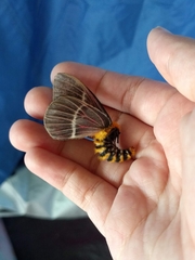 Pseudodirphia menander