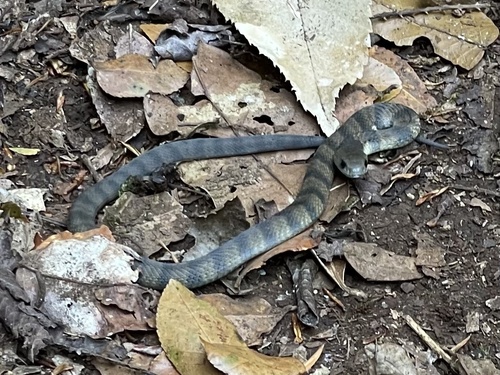 Tiger Snake sighting