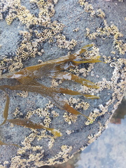 Dictyota kunthii