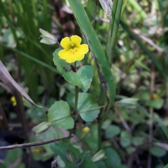 Erythranthe glabrata