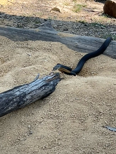 Eastern Brown Snake sighting