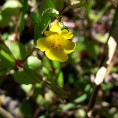 Erythranthe glabrata