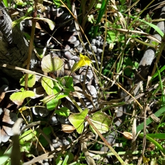 Erythranthe glabrata