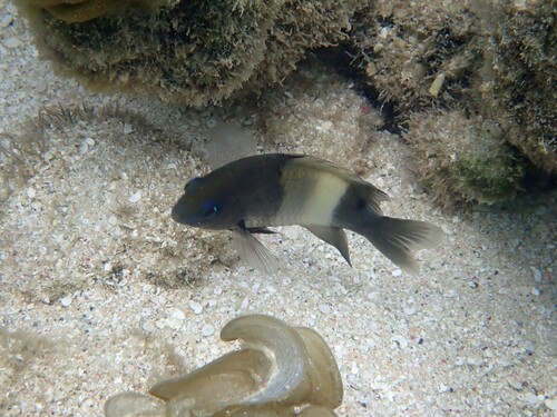 White-banded gregory (Stegastes albifasciatus) — Pomacentridae — 4