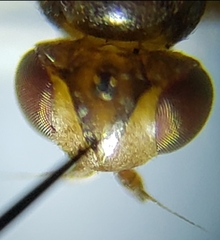 Thaumatomyia pulla