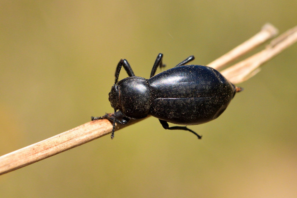 Stenomorpha from Jiménez, Mich., México on November 12, 2019 at 01:37 ...