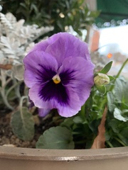 Viola × wittrockiana
