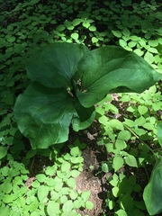 Trillium angustipetalum