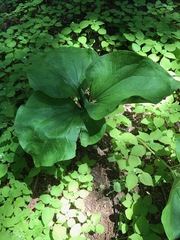 Trillium angustipetalum