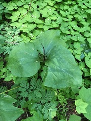 Trillium angustipetalum