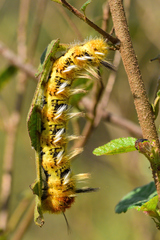 Apatelodidae
