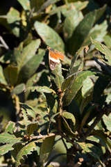 Asterocampa idyja argus