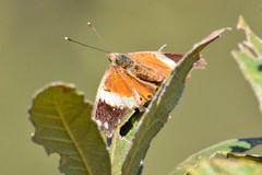 Asterocampa idyja argus
