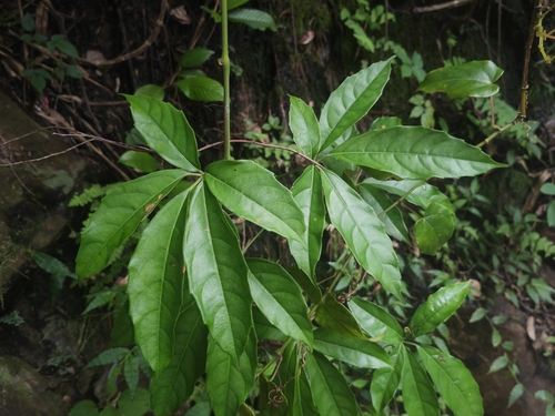 Tetrastigma planicaule observed 2025-09-28