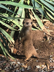 Suricata