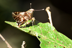 Thespieus macareus