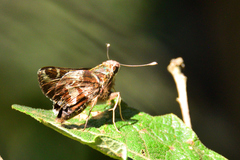 Thespieus macareus
