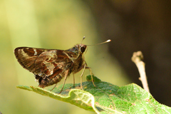 Thespieus macareus