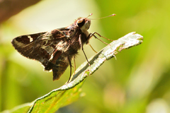 Thespieus macareus