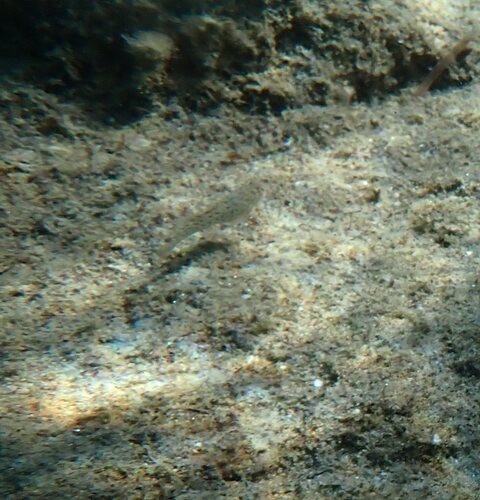 Parablennius sanguinolentus