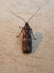 Hierodoris atychioides