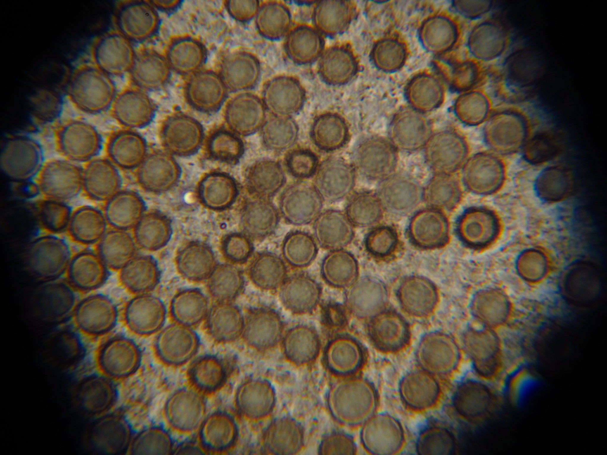 Scleroderma nitidum image