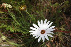 Dimorphotheca nudicaulis