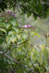 Barnadesia parviflora