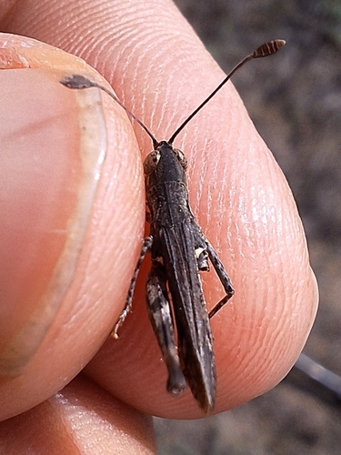Long-horned Club Grasshopper