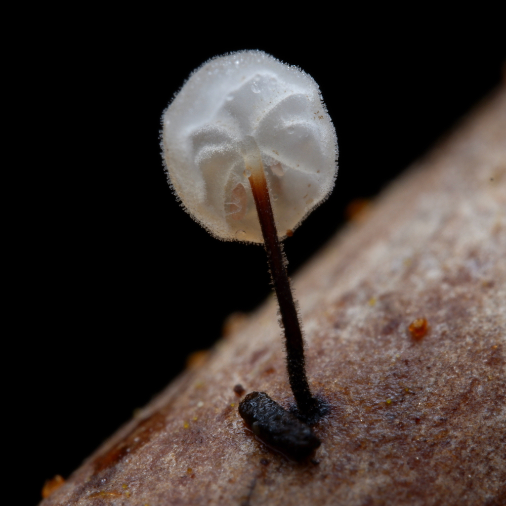 Marasmius alveolaris