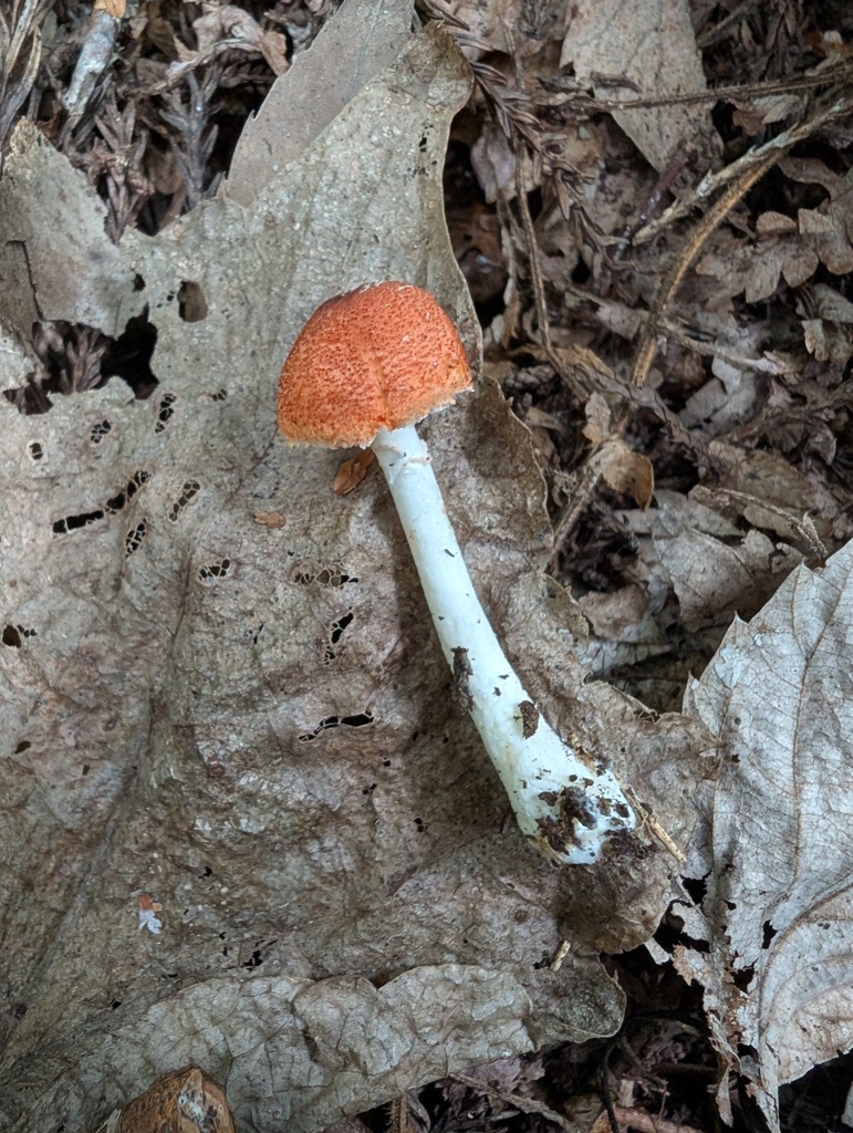 Leucoagaricus rubrotinctus · September 2025 · photo: © atsushi_nakajima_cirque (iNaturalist, cc-by)