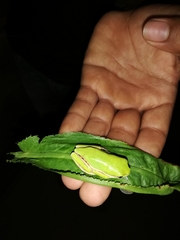 Pithecopus hypochondrialis