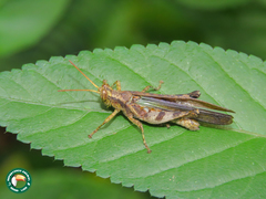 Omalotettix obliquus