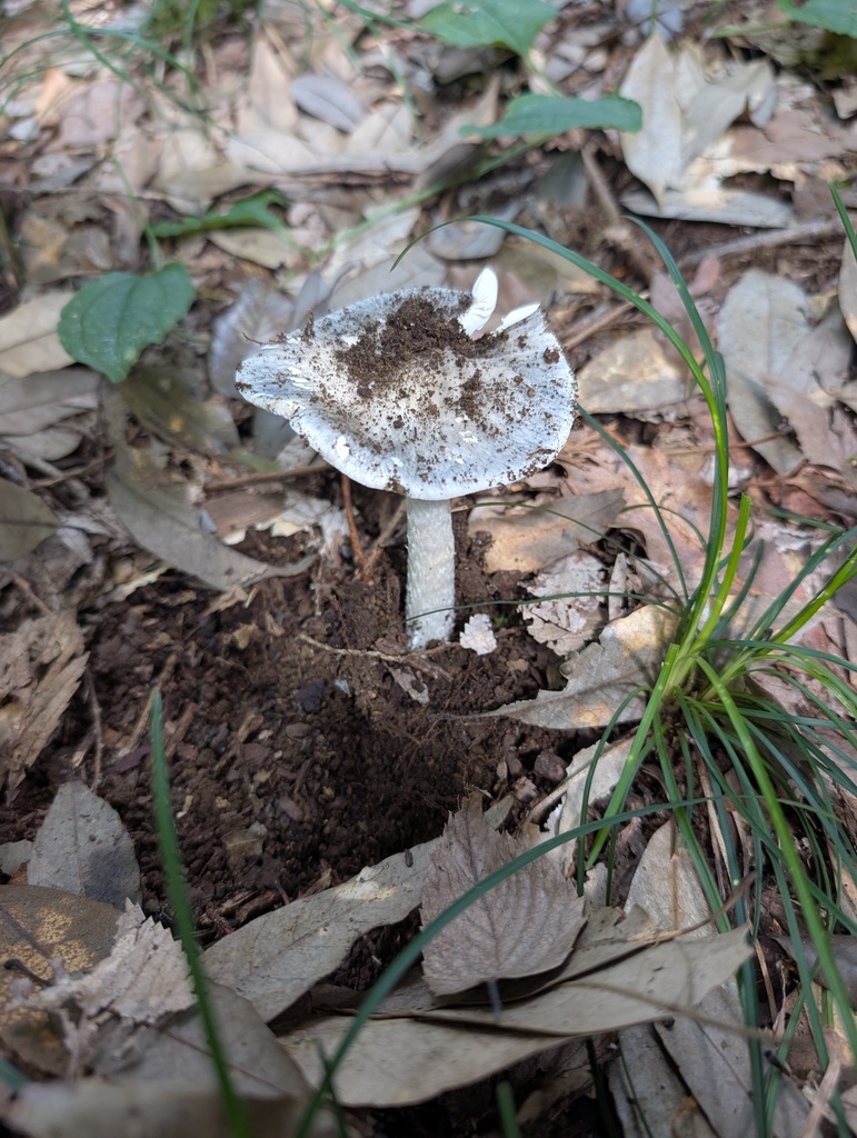 Amanita griseoturcosa · September 2025 · photo: © atsushi_nakajima_cirque (iNaturalist, cc-by)