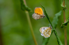 Anthocharis bambusarum