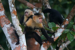 Cebus capucinus