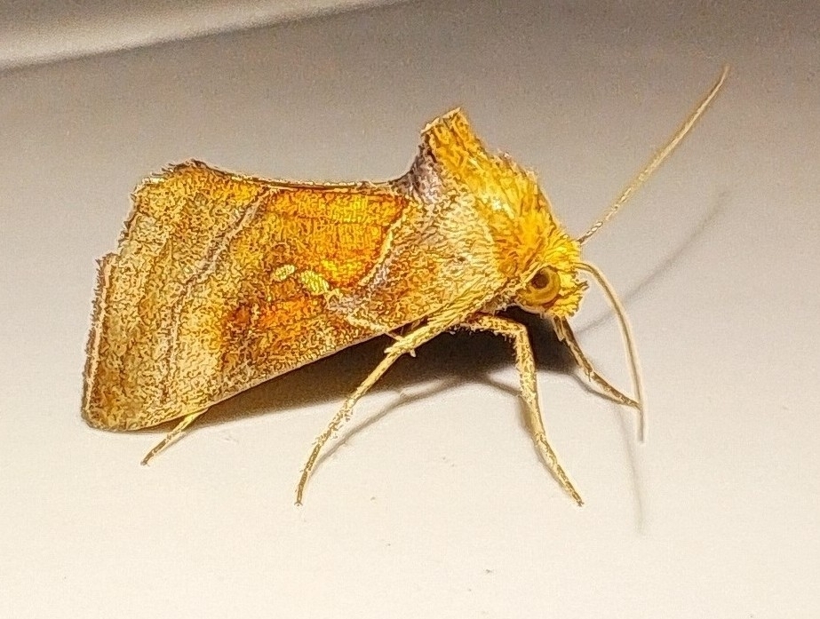 Dactyloplusia impulsa (Dactyloplusia impulsa)