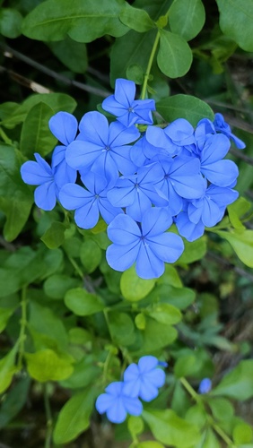 blue plumbago