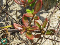 Blutaparon portulacoides