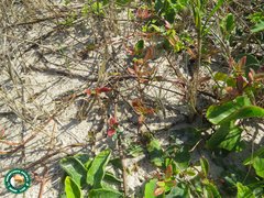 Blutaparon portulacoides