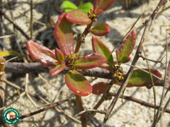 Blutaparon portulacoides
