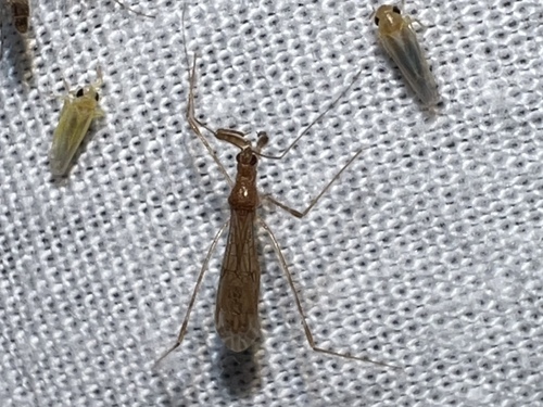 Emesopsis observed 2025-09-26